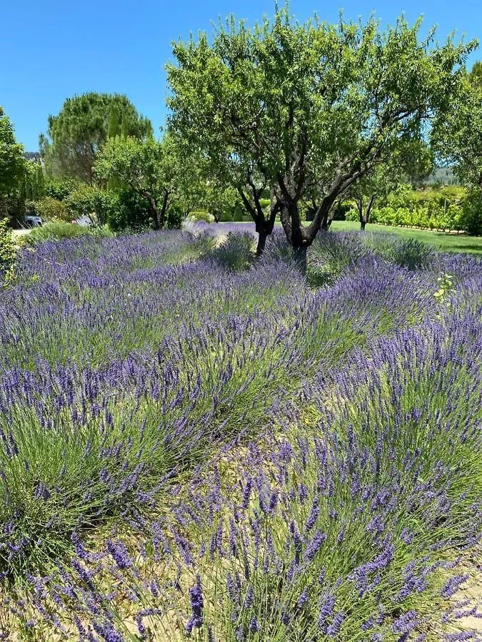 Mas Oréa Sous la glycine Gordes