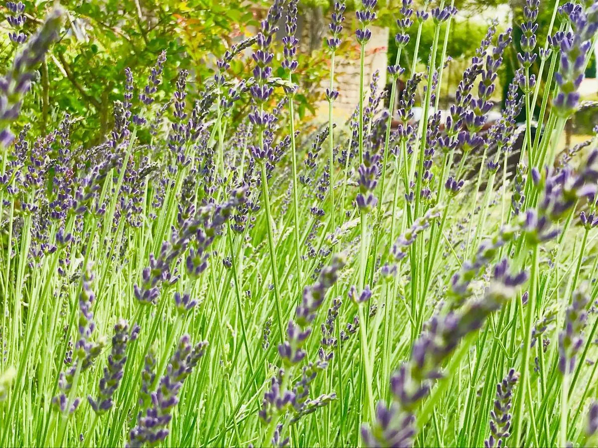 Hébergement de vacances Mas Oréa Sous la glycine Gordes